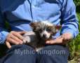 Mythic Cocolicious Chinese Crested