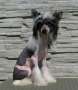 Halloween Diamond of the Night Chinese Crested
