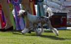 Etno Spirit Pass To Win Chinese Crested