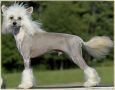 Risin Star's Mark of Distinction Chinese Crested