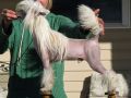 Whispering Lane Packza Punch Chinese Crested