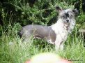 Strength of Sparticus From Doucai Chinese Crested