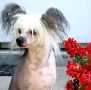 Rcrested Storm Take Cover Chinese Crested