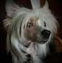 Bonton Forest Pompinell Chinese Crested