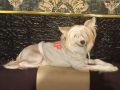 Beauty Incomparable Lamborghini Chinese Crested
