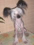 Kado  Kitaiski  Potselui  Tserera Chinese Crested