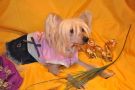 Bersar Dolly Chinese Crested