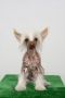 Dexter Chinese Crested