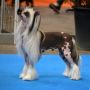 Star Dynasty Best Chinese Crested