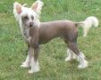Doucai's Man Among Beasts Chinese Crested