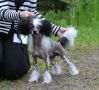 Sariolo Revda Celebrity Otto Chinese Crested