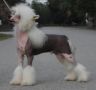 Explicit's Often Imitated But Never Duplicated Chinese Crested