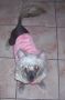 Deekays Singing Lady A La Nude Chinese Crested