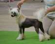 Ch. Hoffman Dustin Little Champs Chinese Crested