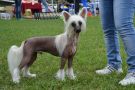 Ognenny Lotos Nik Nolti King Chinese Crested