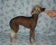 Chinkie Yen Mazhu Chinese Crested