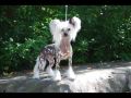 Down to the last detail N'Co Chinese Crested