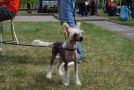 Happy Lot Epocha Chinese Crested