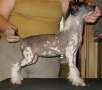 Fancy Style Galatea Chinese Crested
