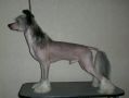 Chinese Pearl Prince Farenheit Chinese Crested
