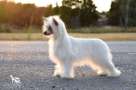 Jean Dark Ups A Daisy Chinese Crested