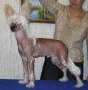 Agent Aleks Chinese Crested