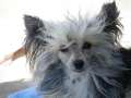 Piciri Frani Fray Chinese Crested