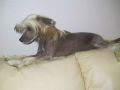 Misella's Hamlet Chinese Crested