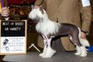 Masquerade Make Mine Champagne Chinese Crested