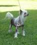 Blanch-O's You're so Vain Chinese Crested