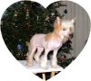 Pixie's Lyric Song of Furrytail Chinese Crested