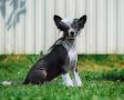 Famrus Chin-chin Chinese Crested