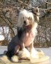 Angel O' Check Jnaya Boginia. Chinese Crested