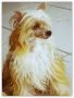 Chasse D Li Chinese Crested