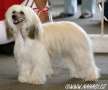 Paul Modry kvet Chinese Crested