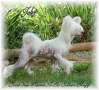 Crest-Vue Meant To Be Silver Bluff Chinese Crested