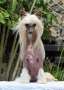 Allie Fashion Girl (Cantarell) Chinese Crested