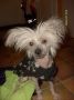 Kinapuffens Bumble Bee Chinese Crested