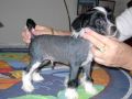 Wumao For Crying Out Loud Chinese Crested