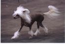 Koreke Aoede Encore With Xioma Chinese Crested