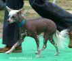 Certa Oplawieckie Czary Chinese Crested