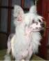 Candycresteds Show Stopper Chinese Crested