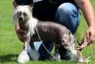 ..Hollywood Love Story Juna Dogs FCI... Chinese Crested