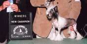 Creekside's Coco Chanel Chinese Crested