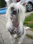 Oriental Jokes Closer Angel Chinese Crested