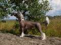 Smart Style Motive Power Of Mystery Chinese Crested