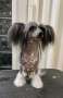 Viuvaun Huipulla Tuulee Chinese Crested