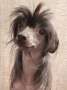 My Lucky Charm Aelita Rising Star Chinese Crested