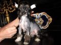 Fu-Lu-Shou Czeslaw Chinese Crested