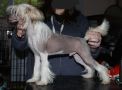 Gardine Poetic Justice Chinese Crested